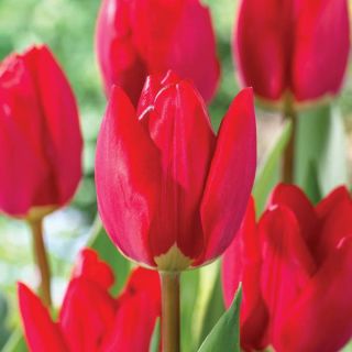 Fostery King Tulip Thumbnail